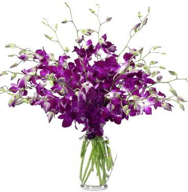 dendrobium